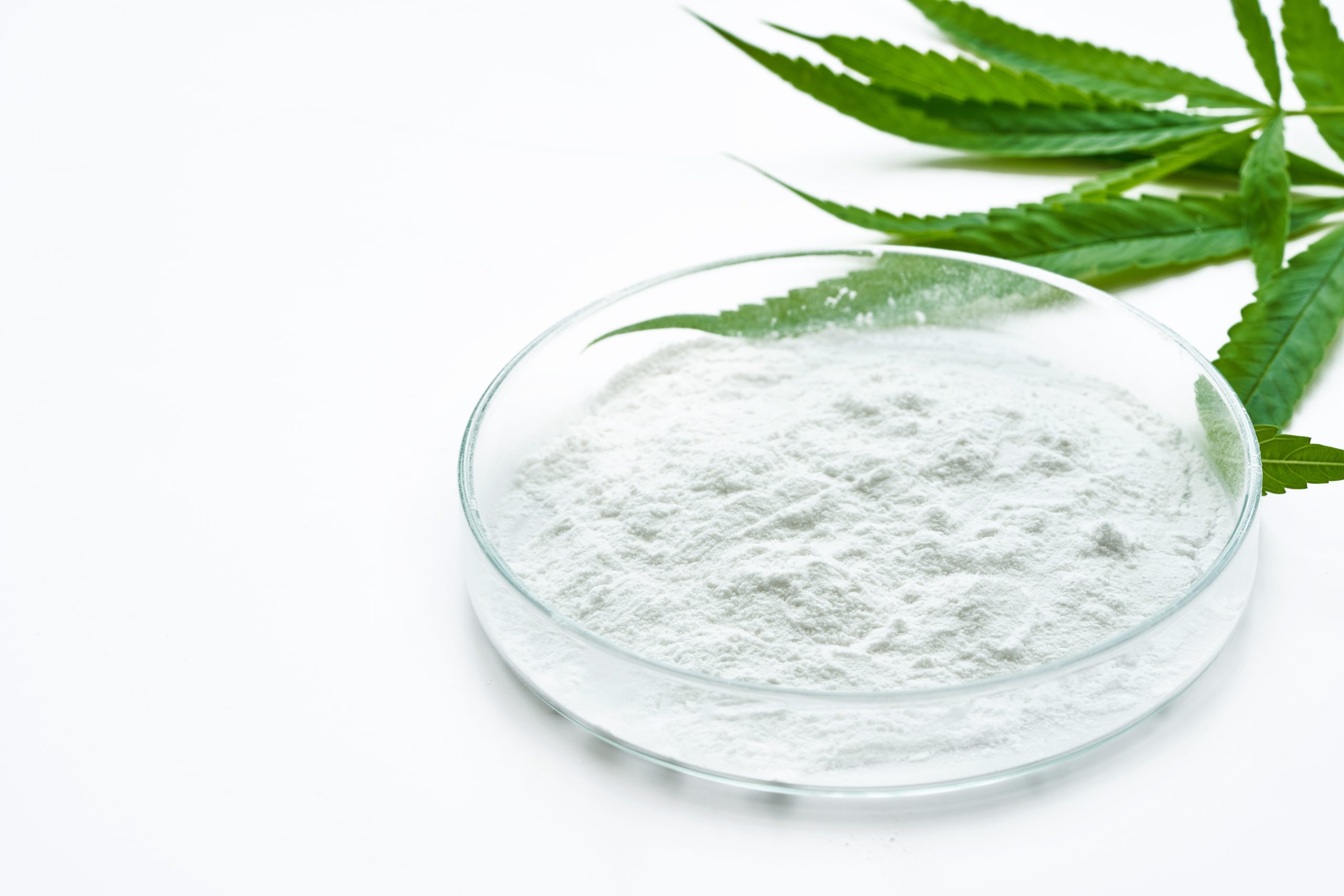 cannabidiol or CBD powder in glasses plate, Petri dish, and cann