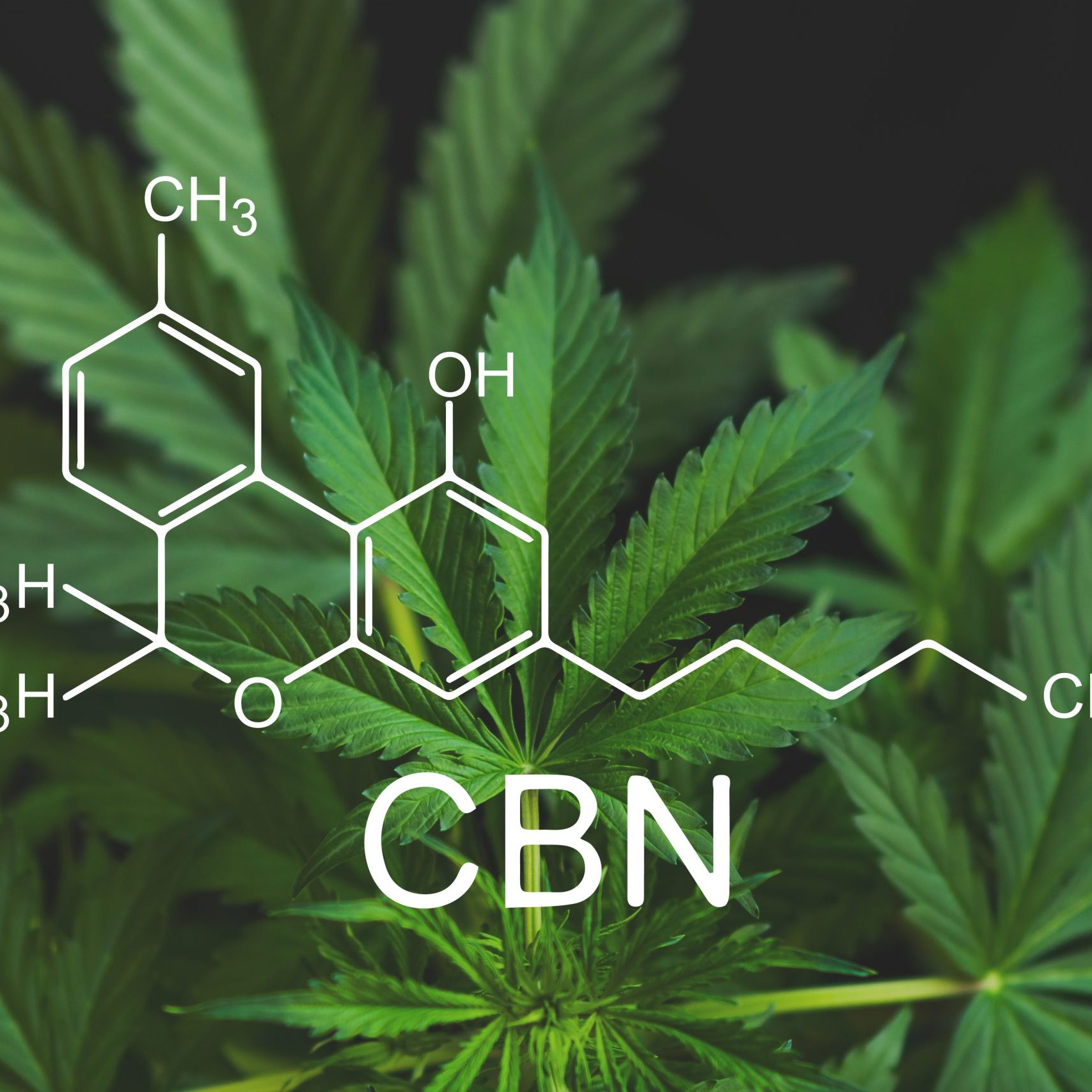 CBN formula, cannabinoid . Growing Marijuana, Hemp industry, CBD and THC elements in Cannabis, cannabinoids and health, despancery business. medical marijuana,