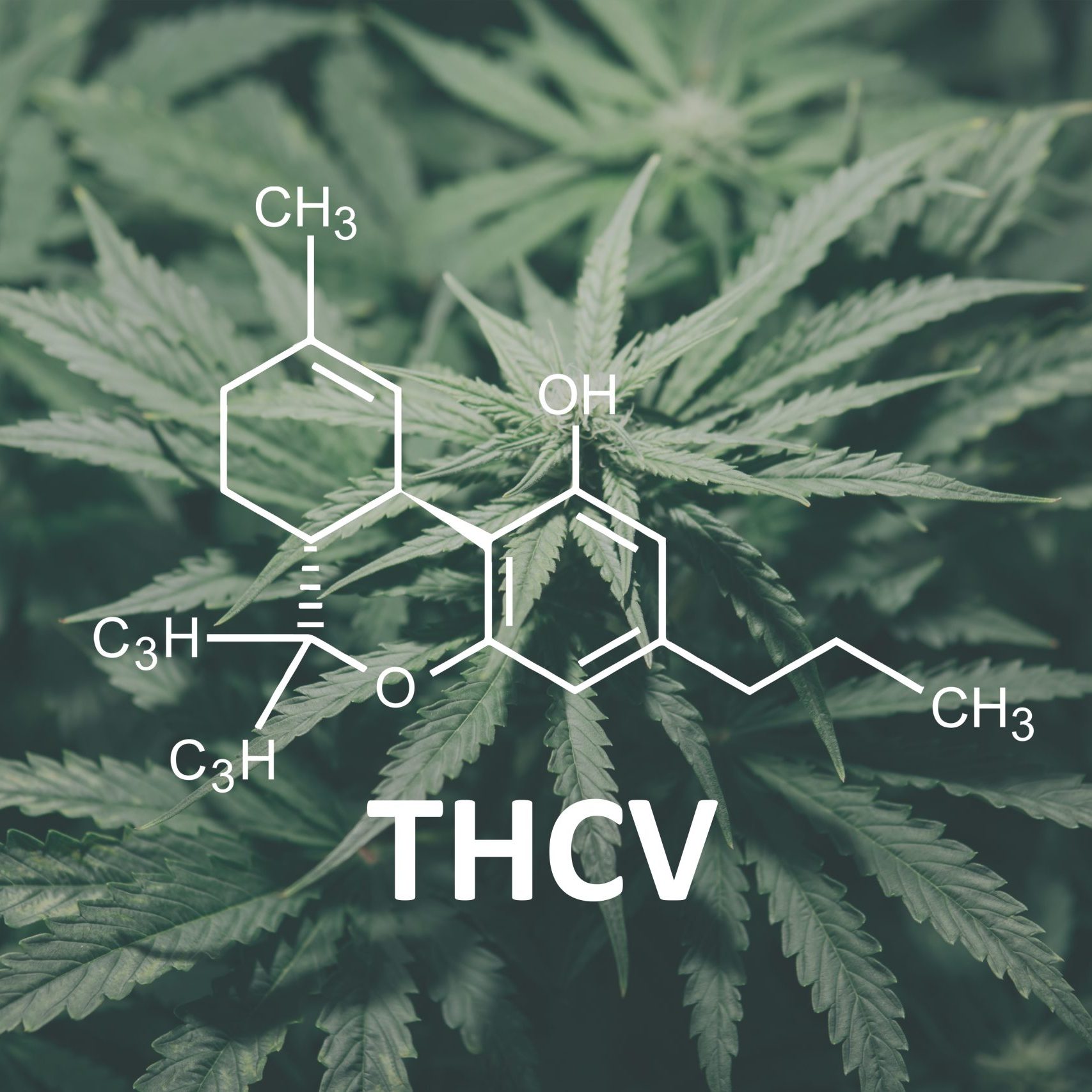 THCV with the Cannabidiol molecule. Cannabis plants chemical formula. Tetrahydrocannabivarin