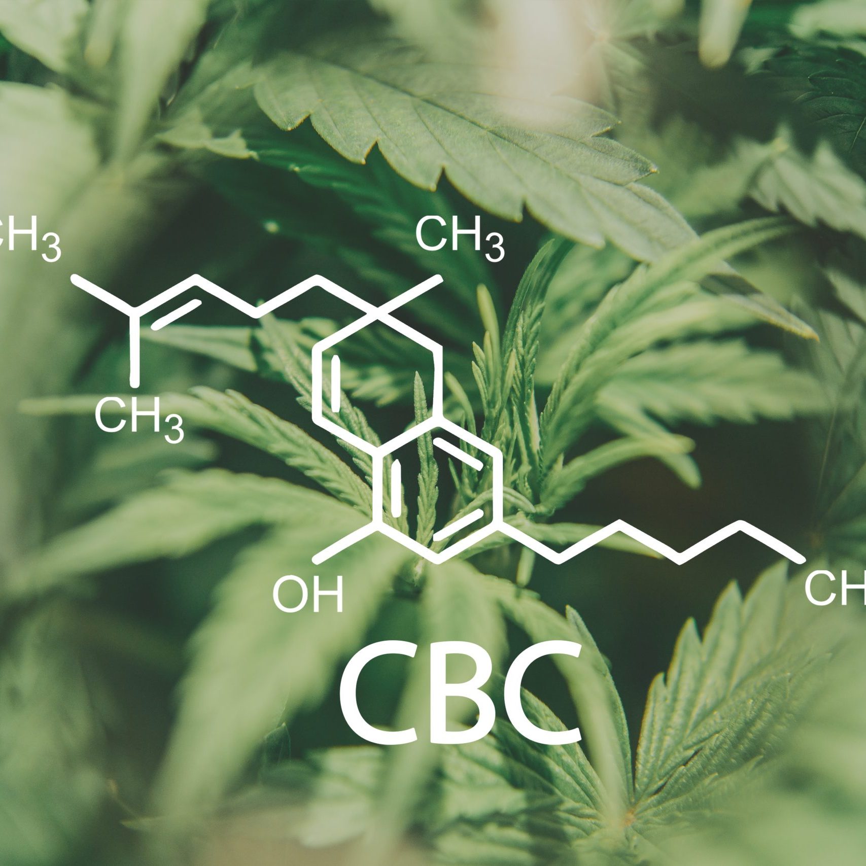 CBC Cannabis oil Marijuana plant Herbal Treatment